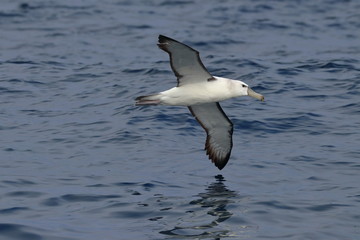 Fototapeta premium shy albatross
