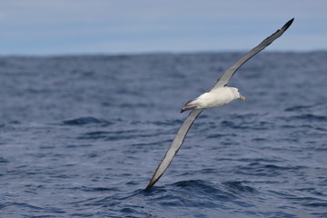 shy albatross