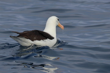 seabird