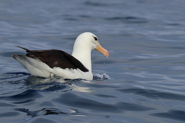 seabird