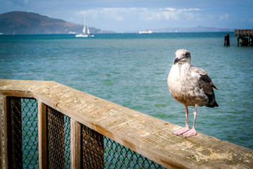 Alcatraz Bird San Francisco Pier 39