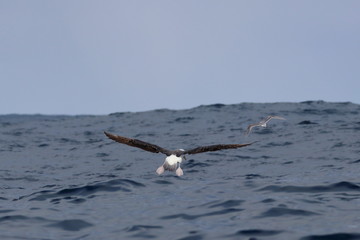 seabird