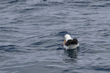 black browed albatross