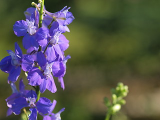 青いチドリソウの花