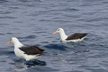 black browed albatross