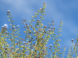 Obraz premium 種を着けたワスレナグサの花