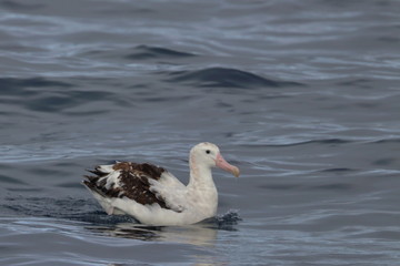 wandering albatross