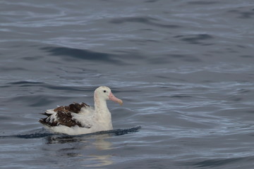 wandering albatross