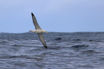 wandering albatross