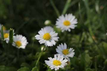 Fototapeta premium Daisies in the grass