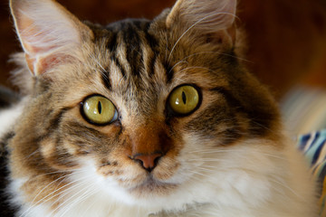 tabby cat looking stratight at you closeup