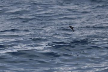 seabirds