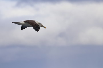 shy albatross