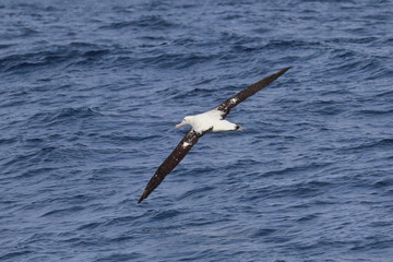wandering albatross