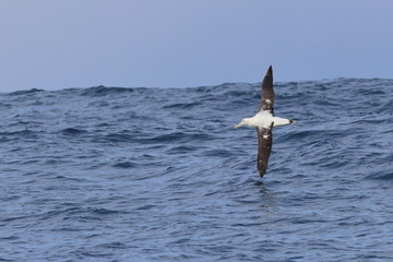 Fototapeta premium wandering albatross
