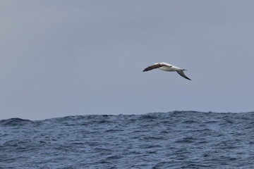 Fototapeta na wymiar wandering albatross