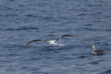 wandering albatross