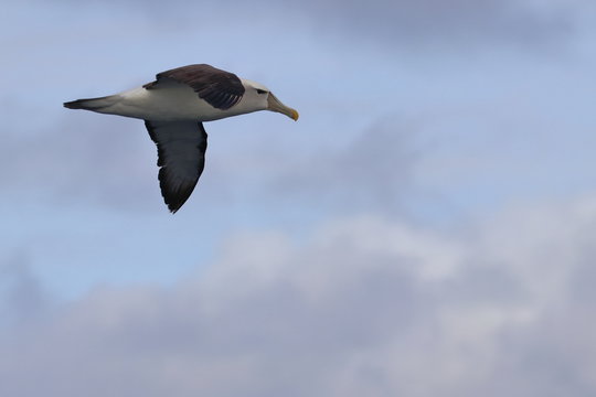 Shy Albatross