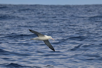 wandering albatross