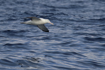 wandering albatross
