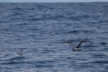 black browed albatross