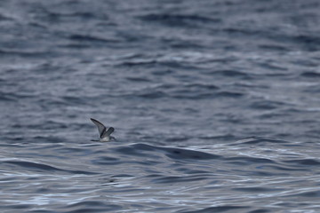 Fototapeta premium shy albatross