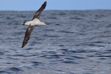 wandering albatross