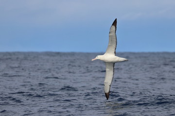 wandering albatross - obrazy, fototapety, plakaty