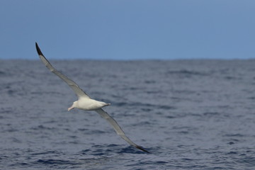 wandering albatross