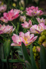 Pink fluffy tulips. Lush flowers. Pink beautiful flowers.