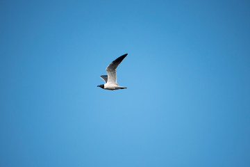 Laughing Gull Flying