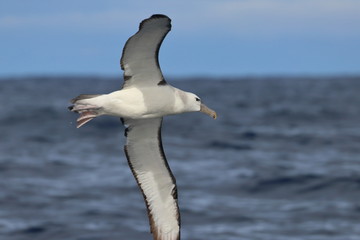 Fototapeta na wymiar shy albatross