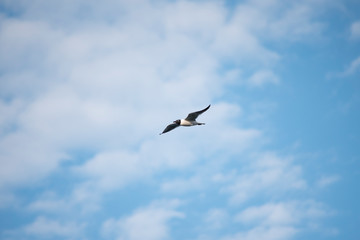 Laughing Gull Flying