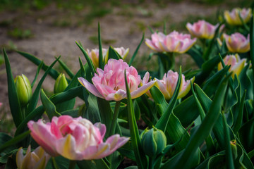 Pink fluffy tulips. Lush flowers. Pink beautiful flowers.