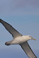 shy albatross
