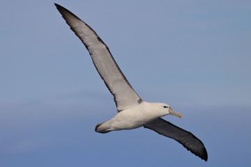 shy albatross