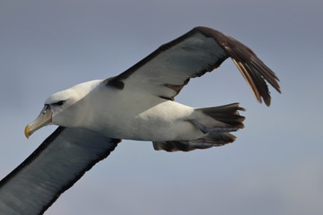 Fototapeta na wymiar shy albatross
