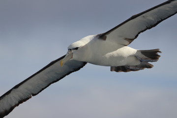 shy albatross
