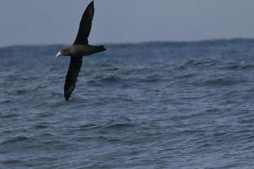 northern giant petrel