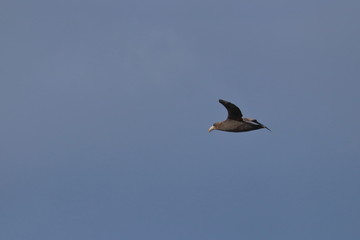 northern giant petrel