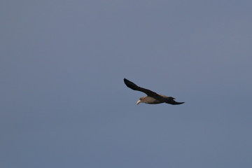 Obraz premium petrel olbrzymi