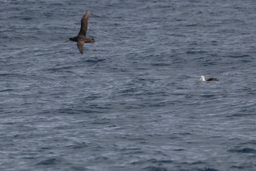 seabirds