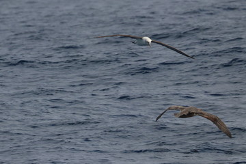 seabirds