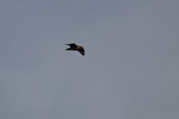 brown skua