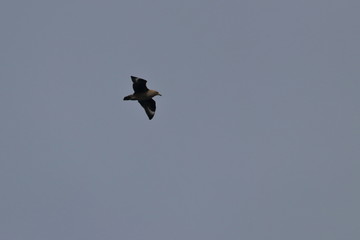 brown skua