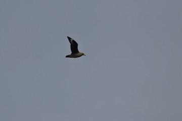 brown skua