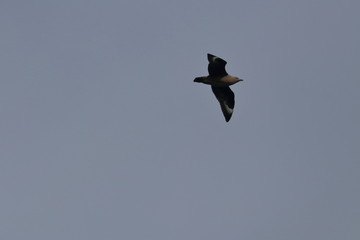 brown skua
