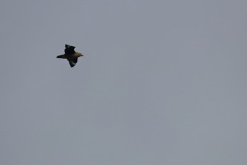 brown skua