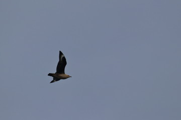 brown skua