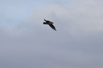 brown skua